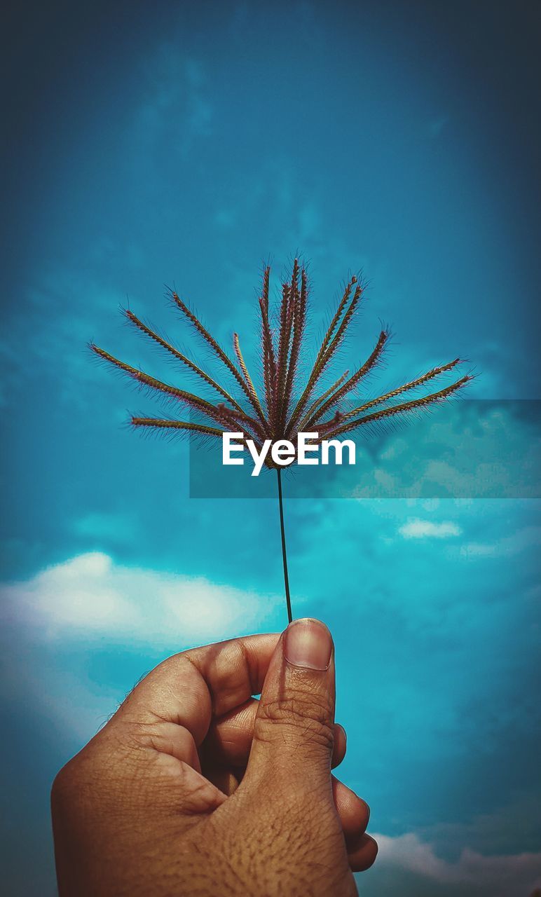 CLOSE-UP OF PERSON HOLDING PLANT AGAINST SKY