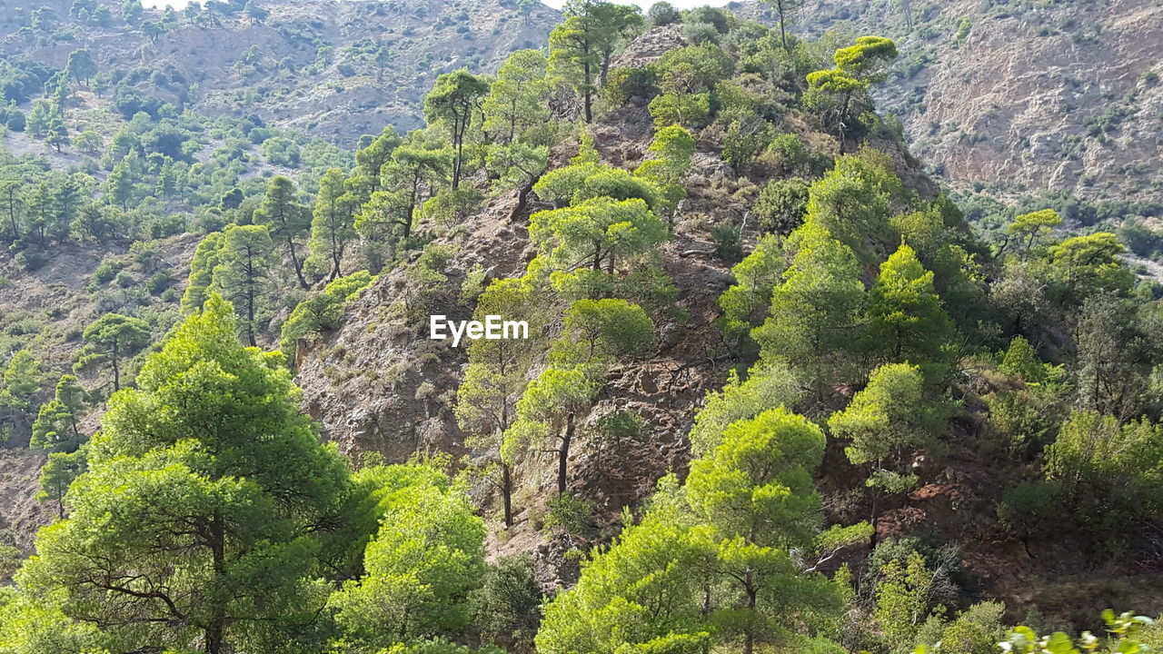 TREES GROWING ON MOUNTAIN