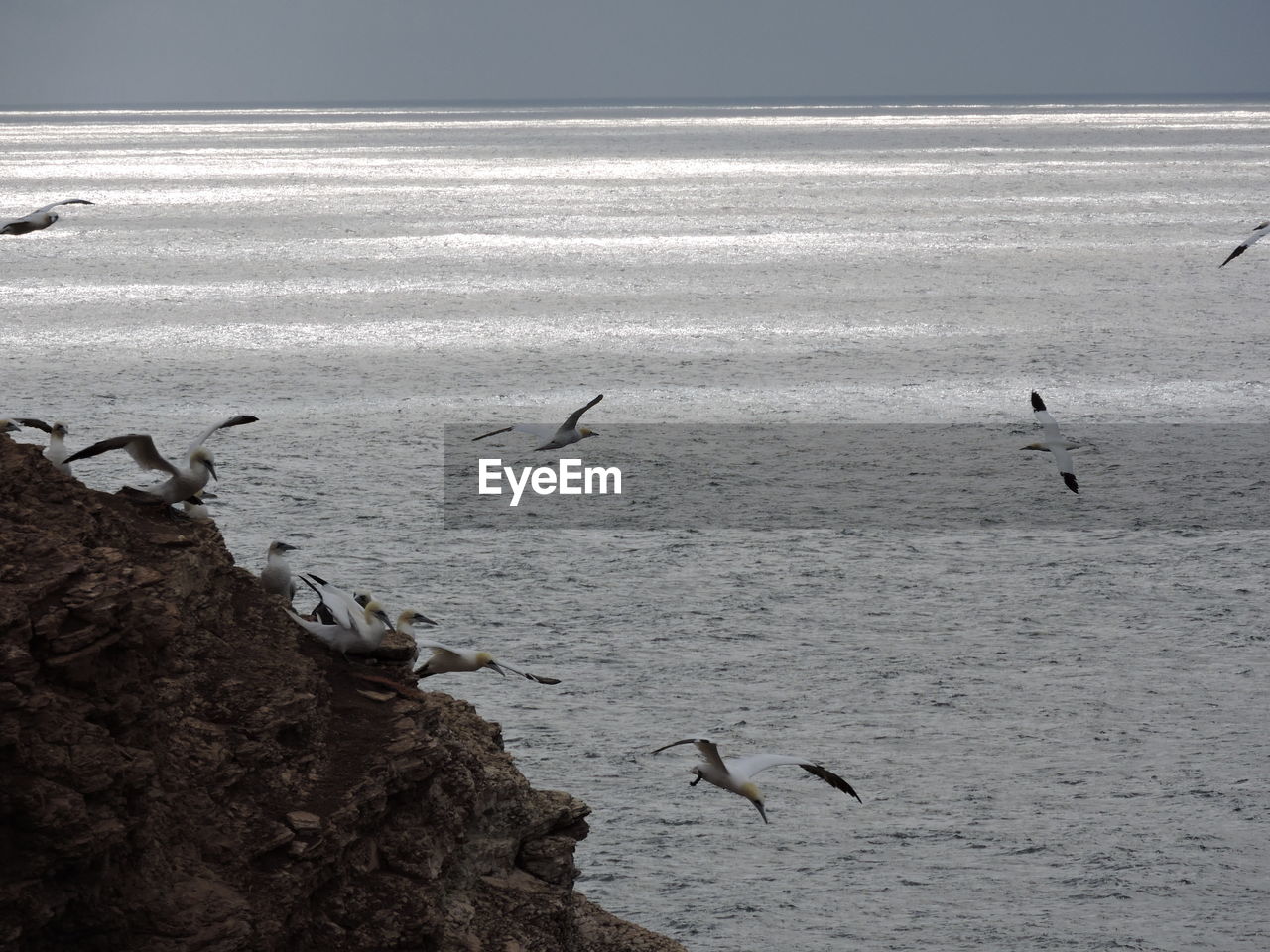 SEAGULLS FLYING OVER SEA