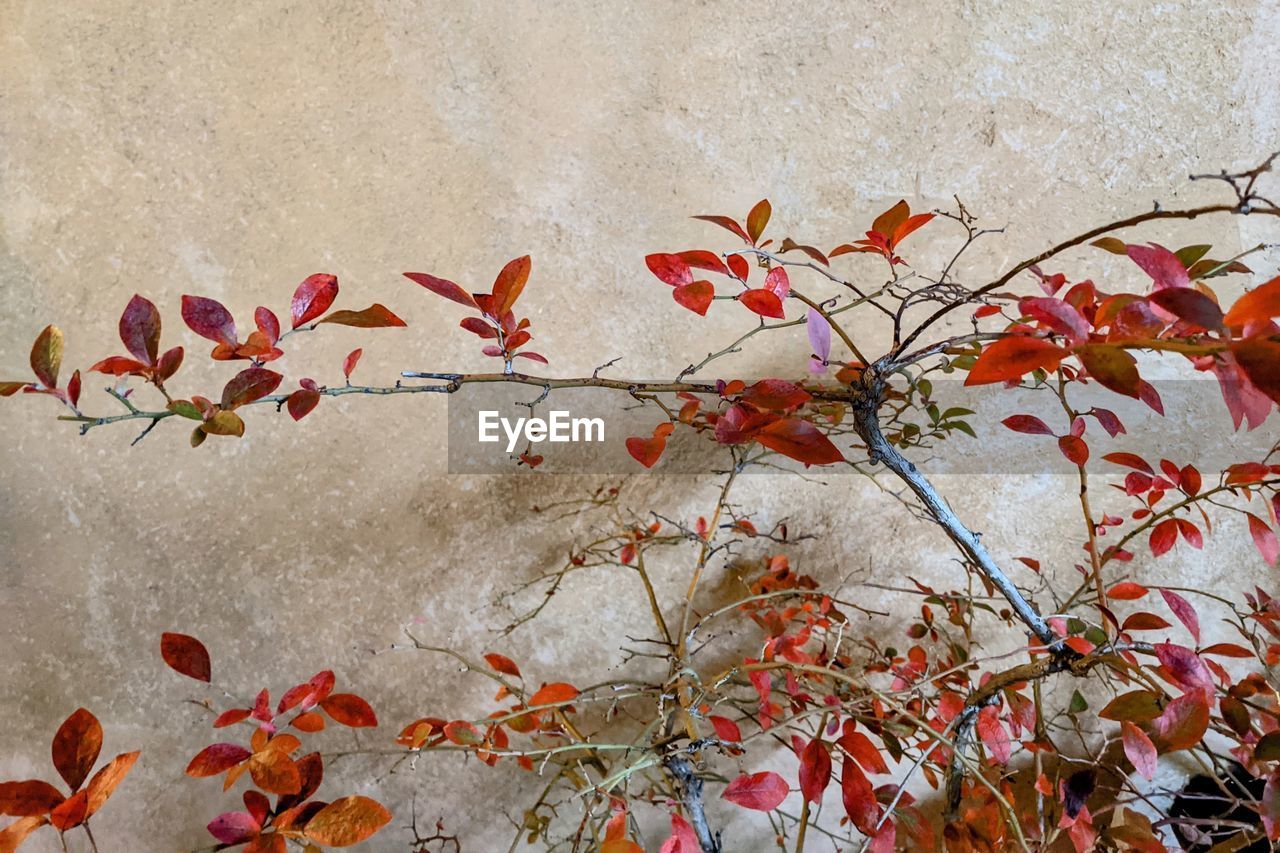 leaf, branch, no people, red, autumn, plant, nature, flower, plant part, day, wall - building feature, growth, outdoors, beauty in nature, tree, close-up, art, built structure, blossom, architecture