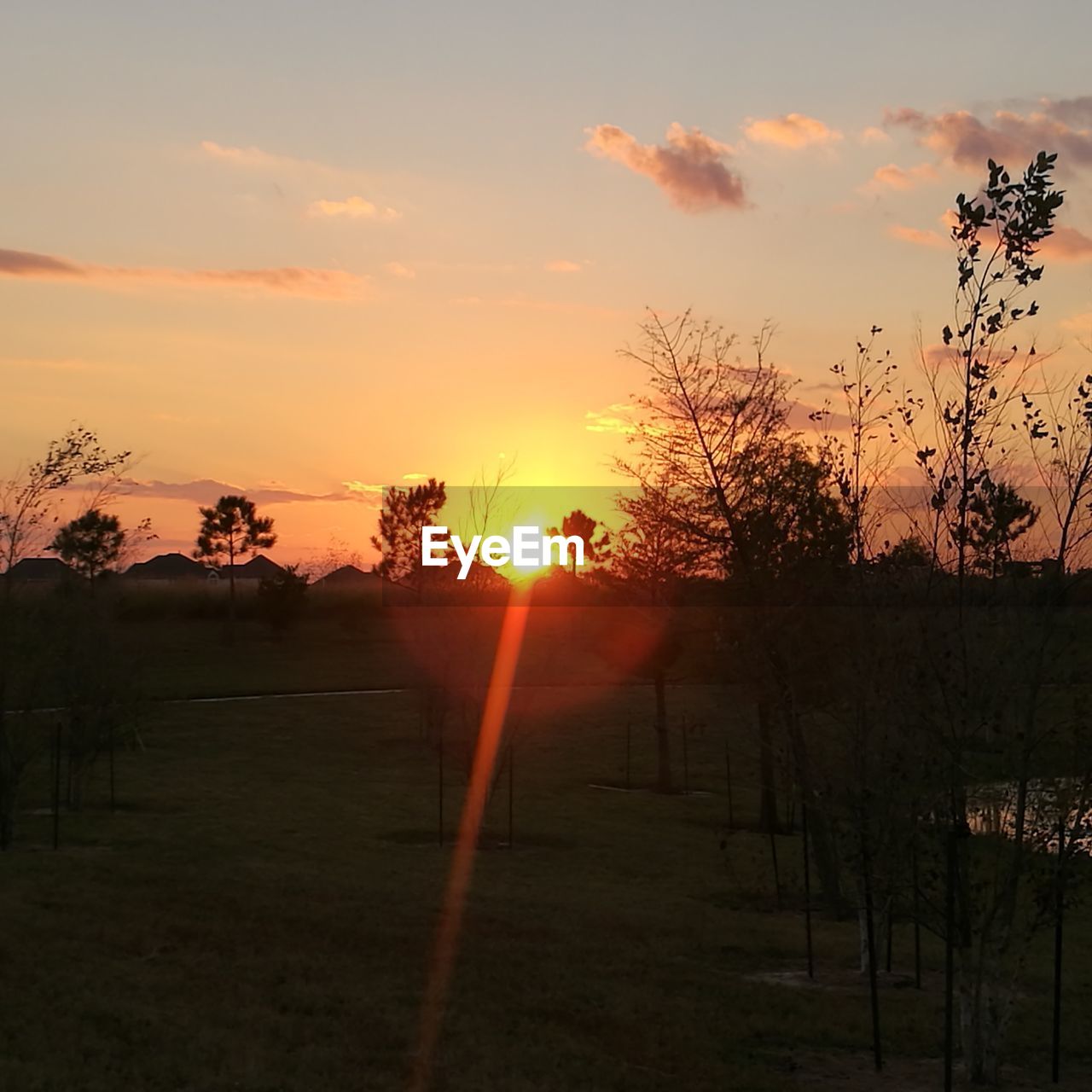 SILHOUETTE TREES AGAINST SKY DURING SUNSET