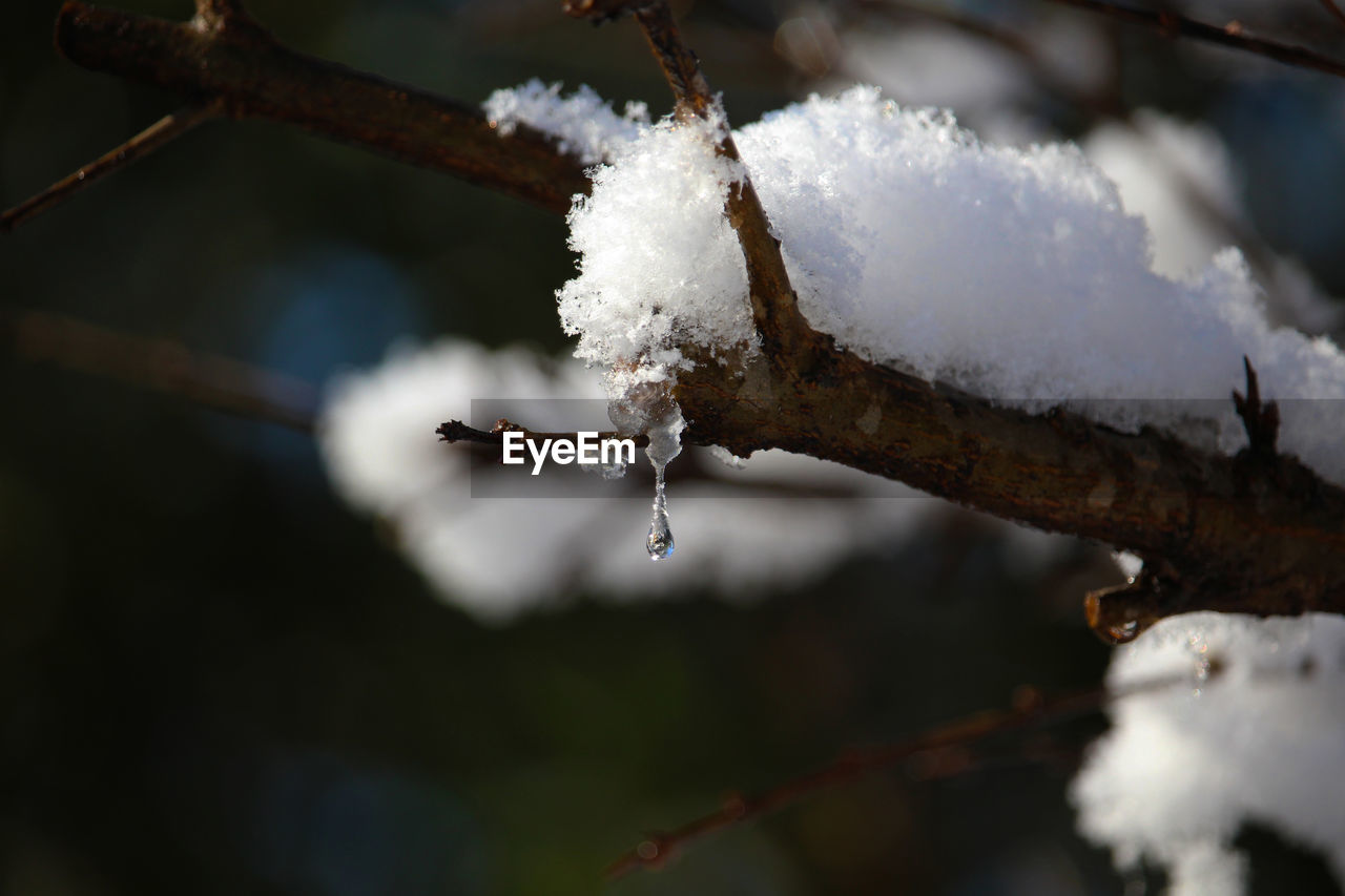 CLOSE-UP OF FROZEN PLANT AGAINST SNOW
