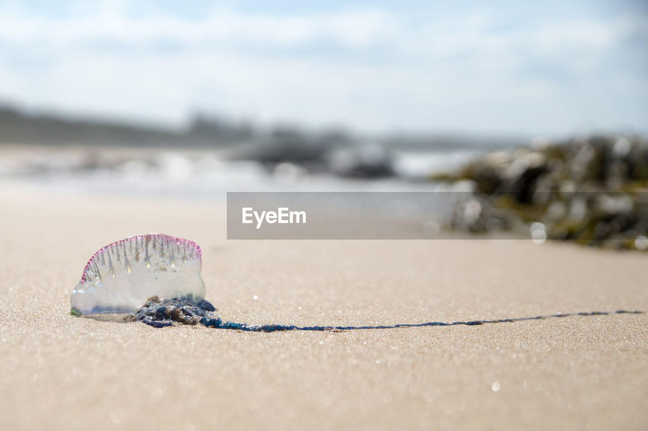 SURFACE LEVEL OF SEASHELL ON BEACH