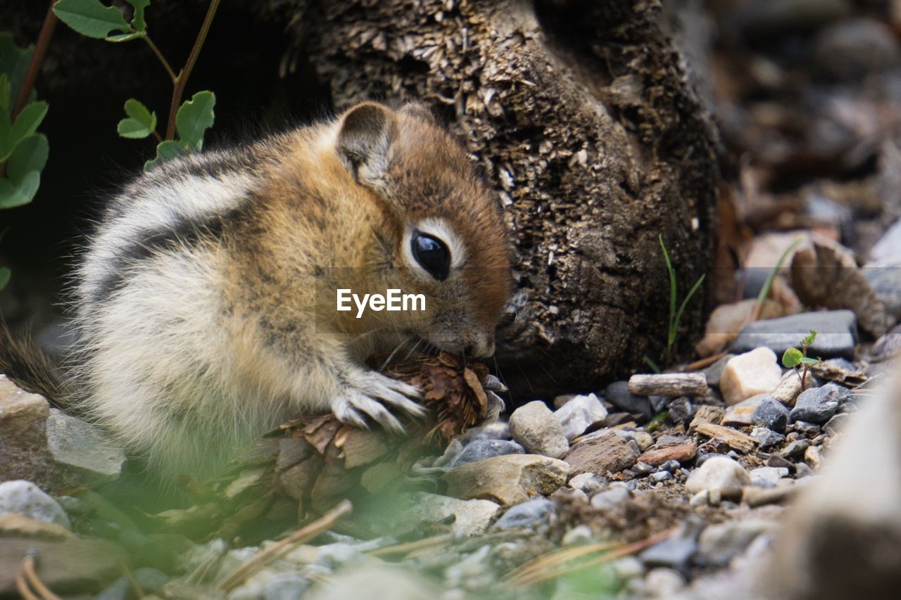 CLOSE-UP OF SQUIRREL ON ROCK