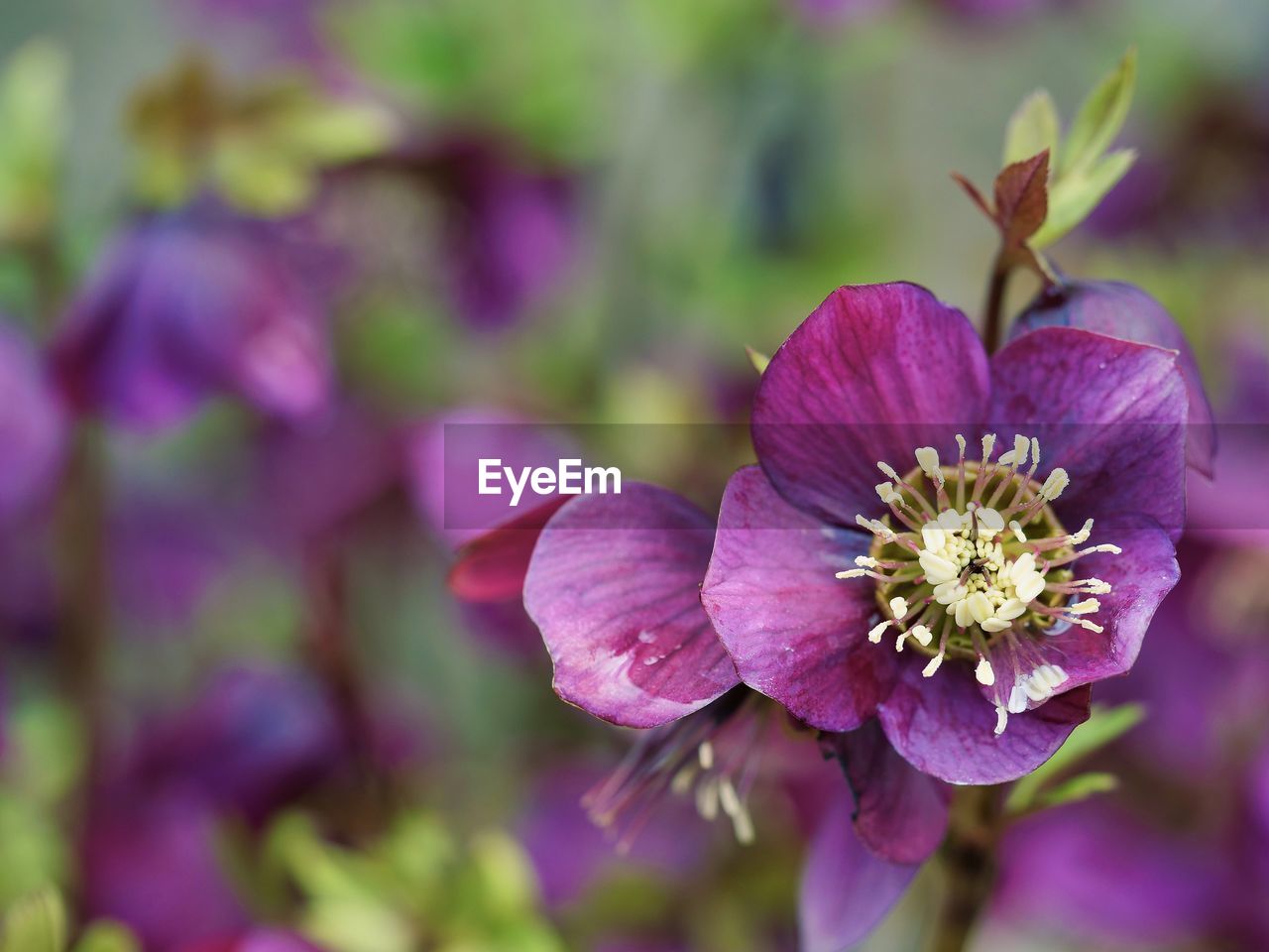 CLOSE-UP OF PURPLE FLOWERS