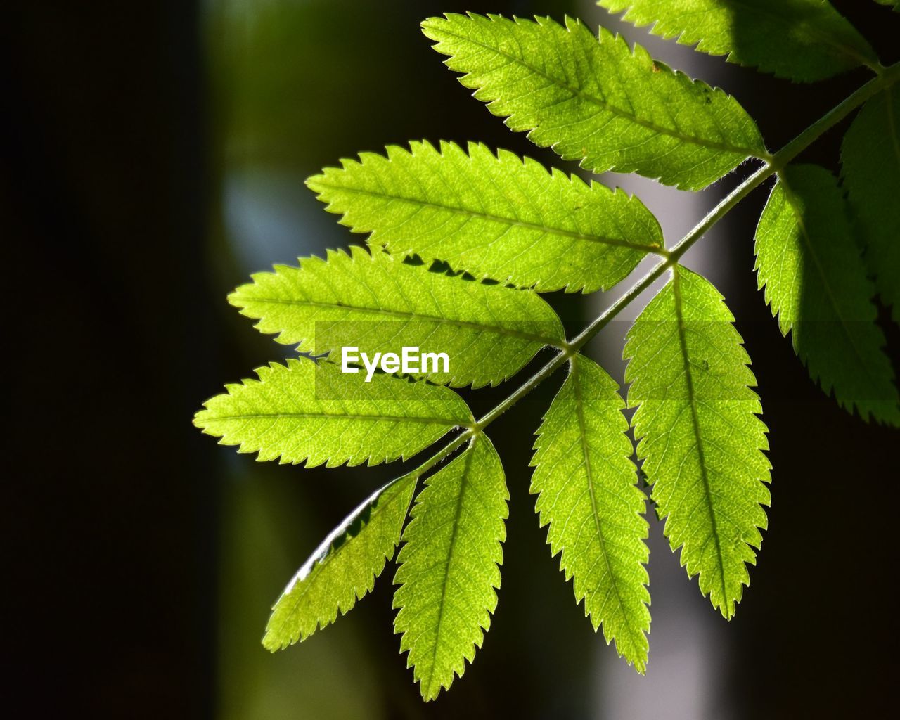 CLOSE-UP OF GREEN LEAVES ON PLANT