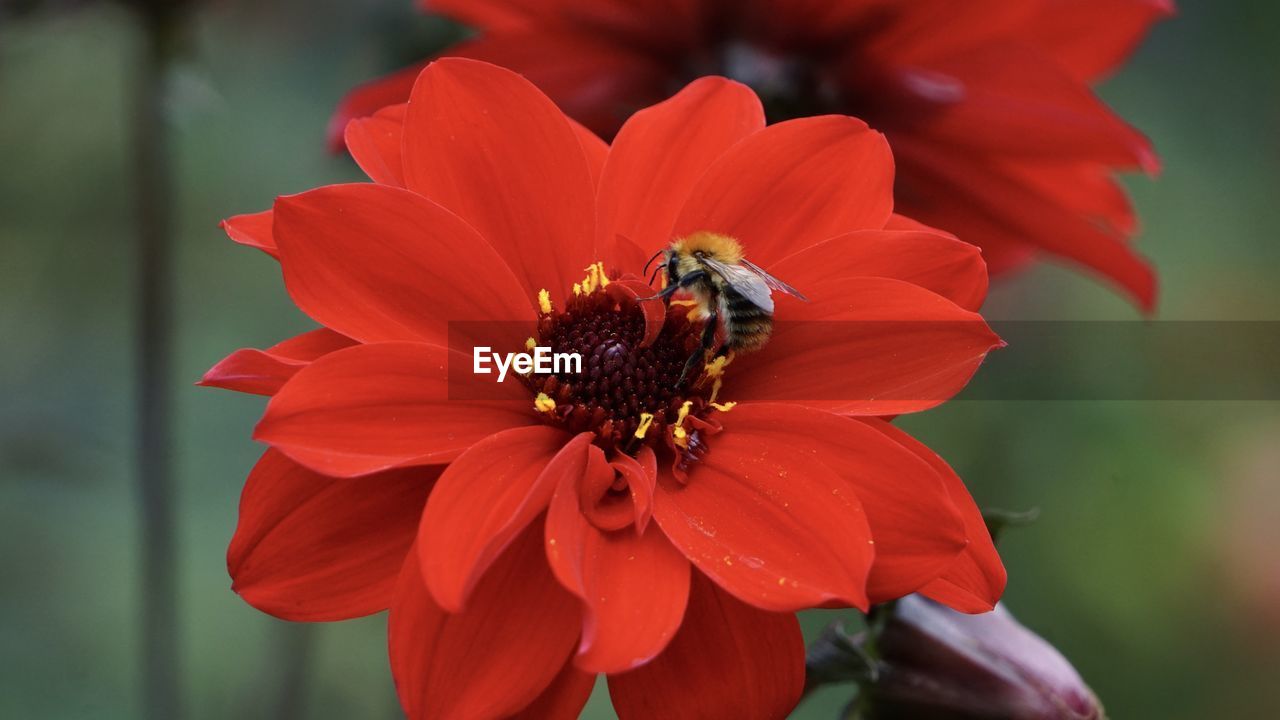 Close-up of bee pollinating on flower