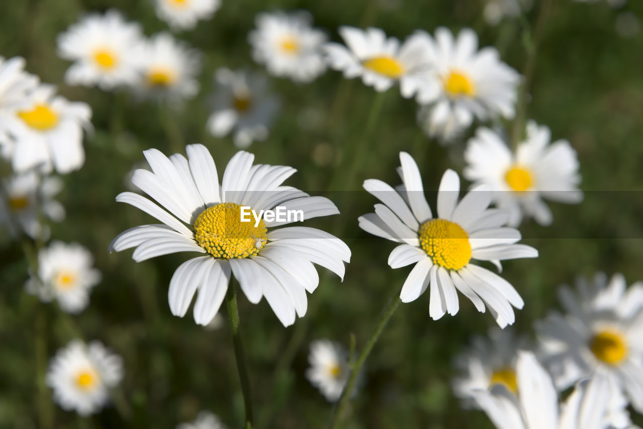 CLOSE-UP OF WHITE DAISY