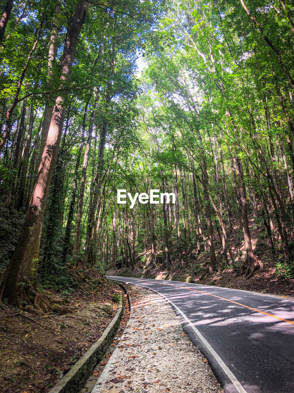 Road amidst trees in forest