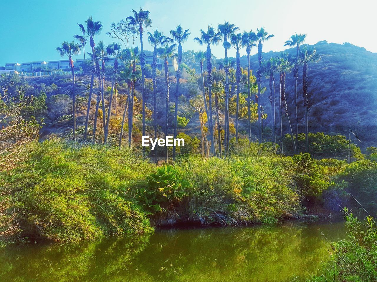 TREES GROWING IN WATER