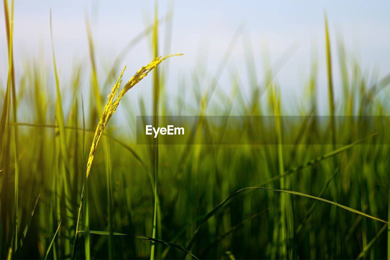 CLOSE-UP OF CORN FIELD