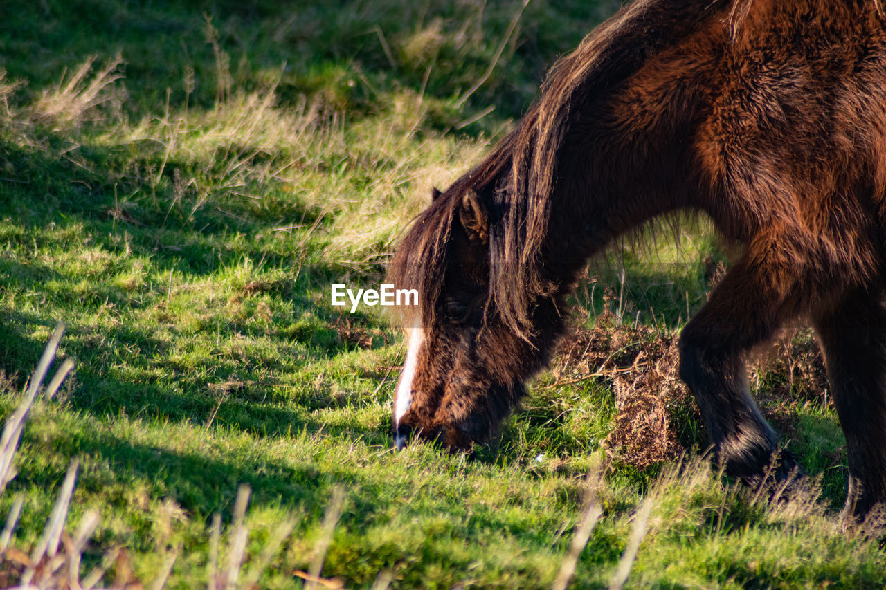 animal, animal themes, mammal, horse, one animal, animal wildlife, grass, plant, grazing, wildlife, field, domestic animals, no people, land, pasture, nature, livestock, brown, pet, day, green, agriculture, outdoors, animal body part, mane, sunlight, herbivorous, meadow