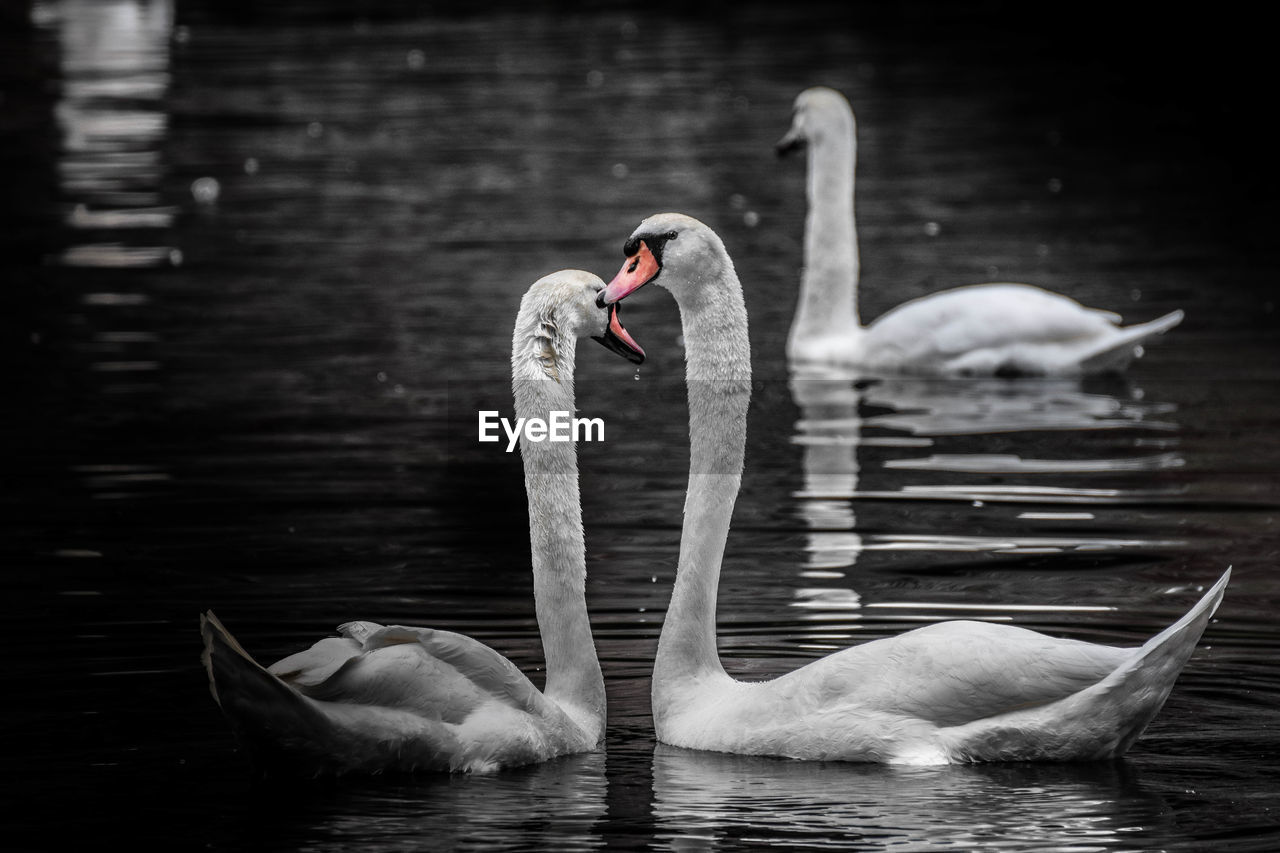 SWAN SWIMMING ON LAKE