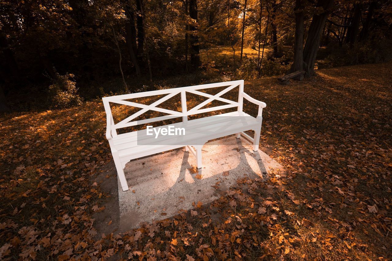 EMPTY BENCH BY TREES IN FOREST