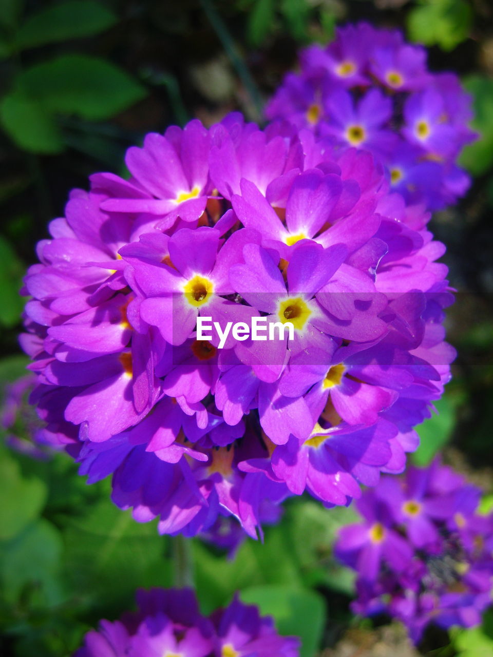 Close-up of purple flowers blooming on plant