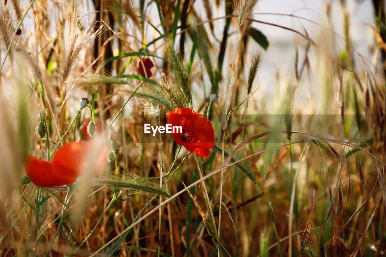 Beautiful Beautiful Nature Field Nature Plant Beauty In Nature Beauty In Nature Cereal Plant Close-up Day Growth Land Nature No People Outdoors Plant Selective Focus