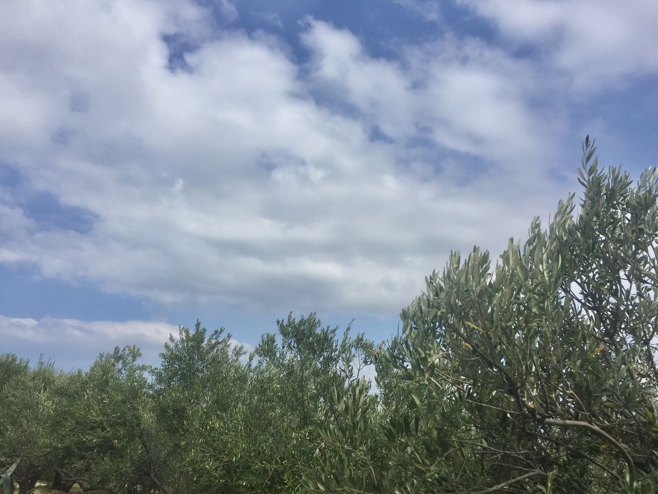 LOW ANGLE VIEW OF TREES AND PLANTS AGAINST SKY