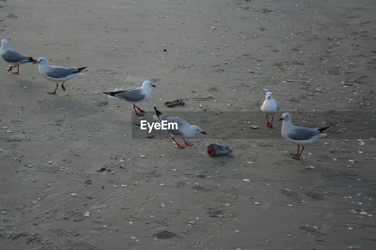 High angle view of seagulls on beach