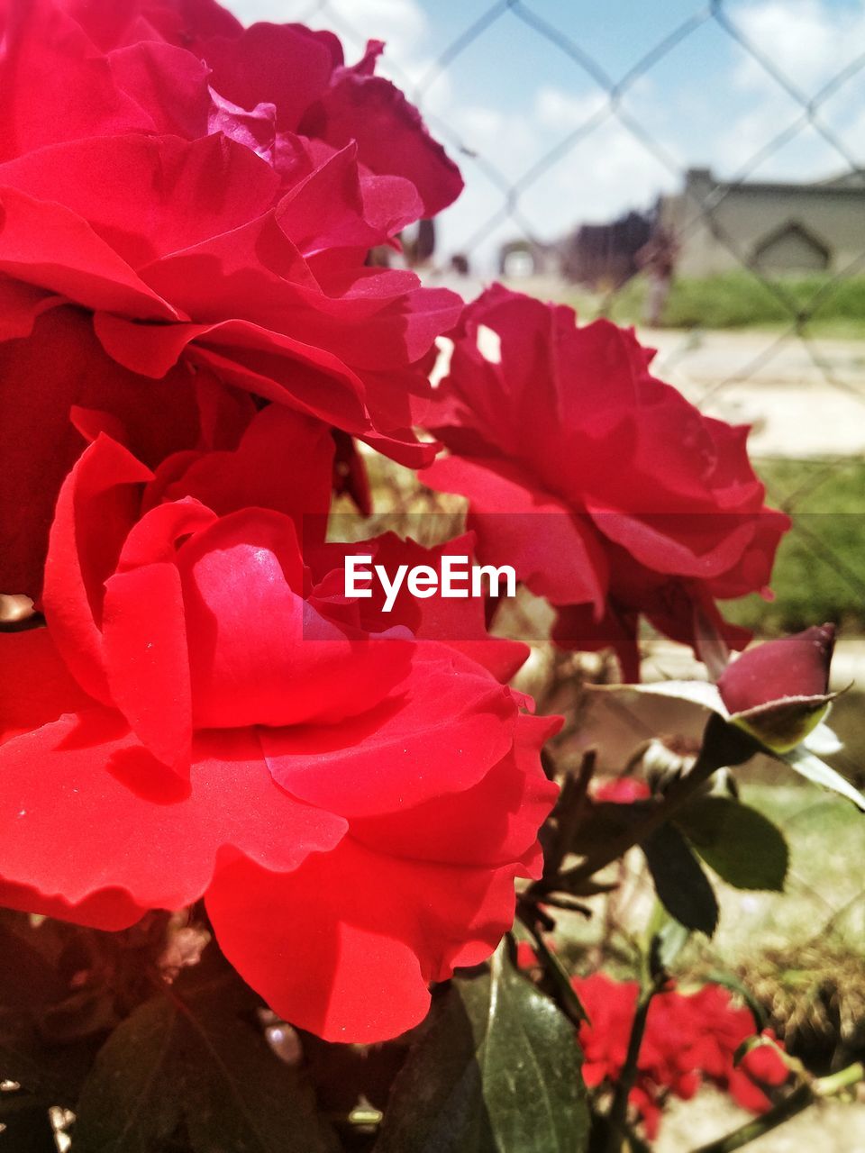 CLOSE-UP OF PINK ROSE BLOOMING OUTDOORS