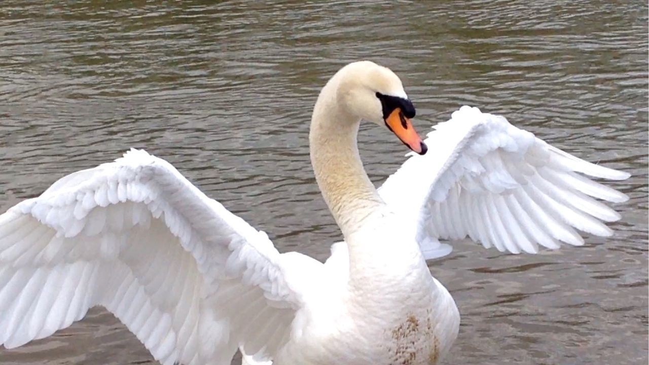 WHITE SWAN ON LAKE