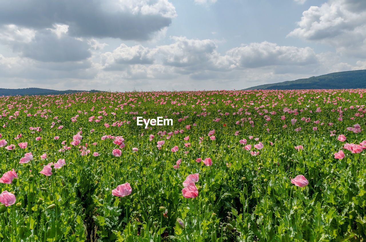 View of flowering plants on field against cloudy sky