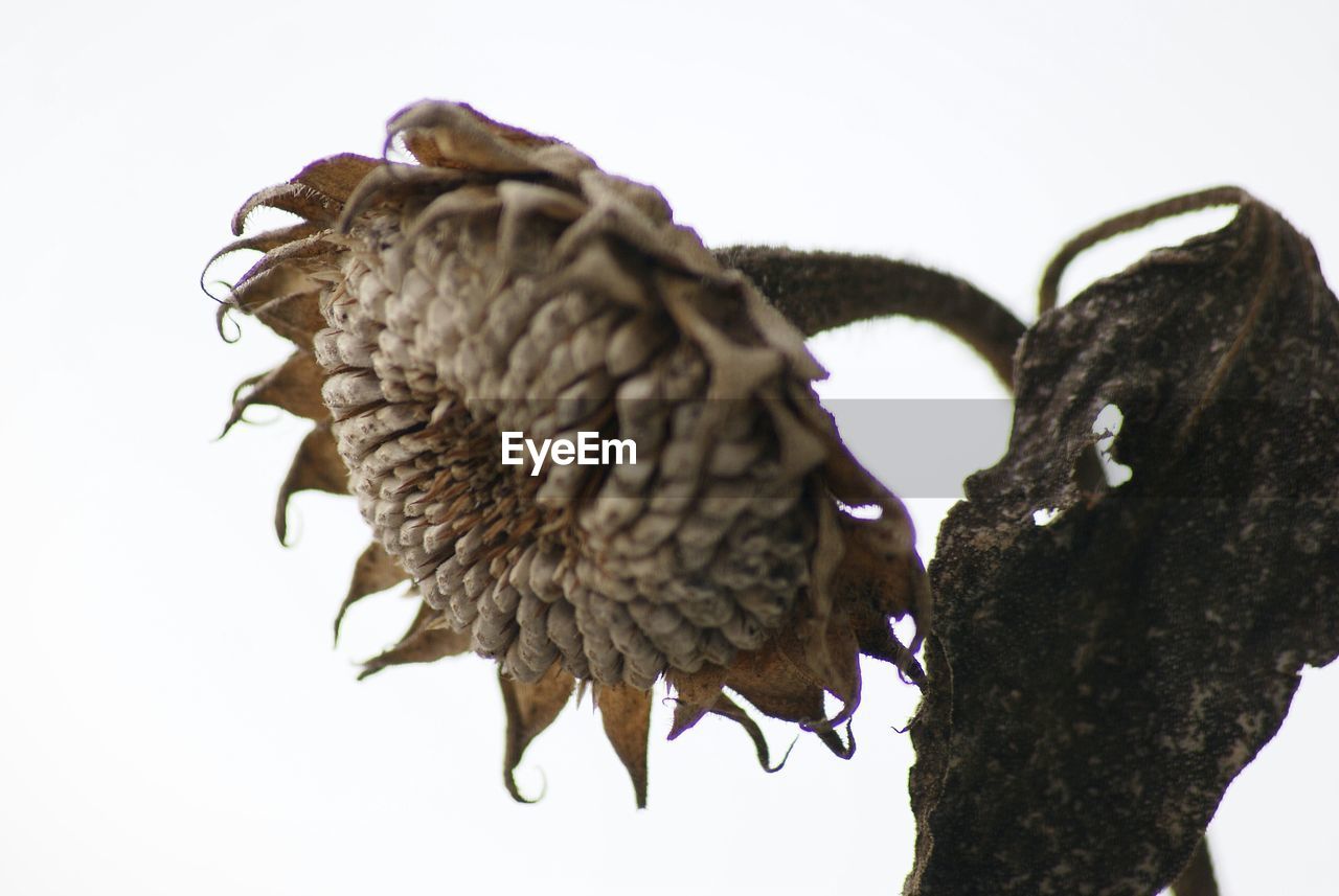 Close-up of dry flower