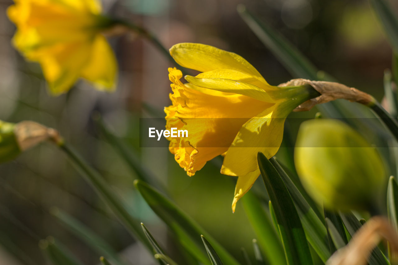 Daffodil yellow flowers close-up with green grass.