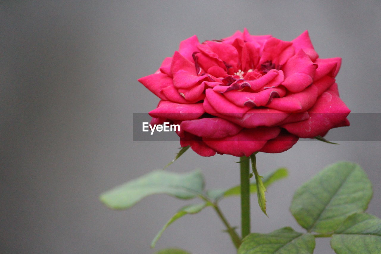 CLOSE-UP OF PINK ROSE BLOOMING IN PLANT