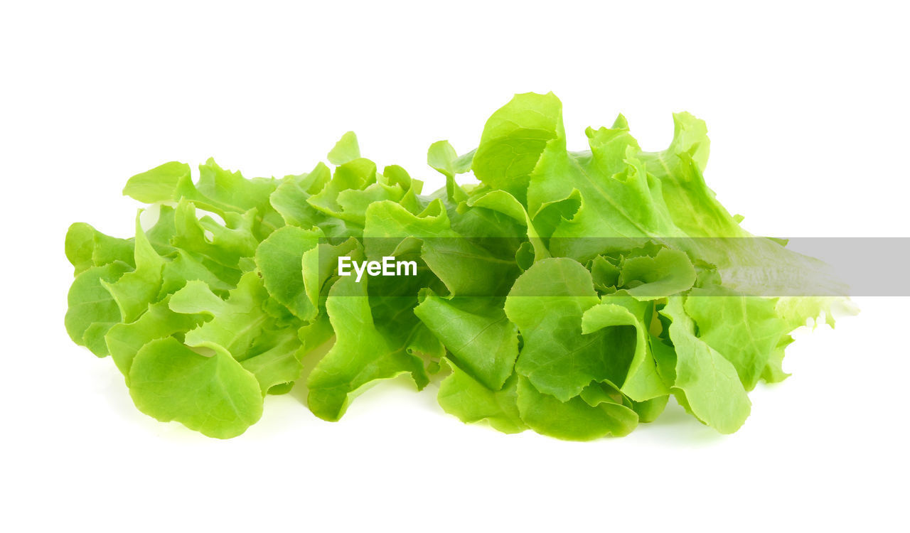 CLOSE-UP OF FRESH GREEN LEAVES WITH WHITE BACKGROUND