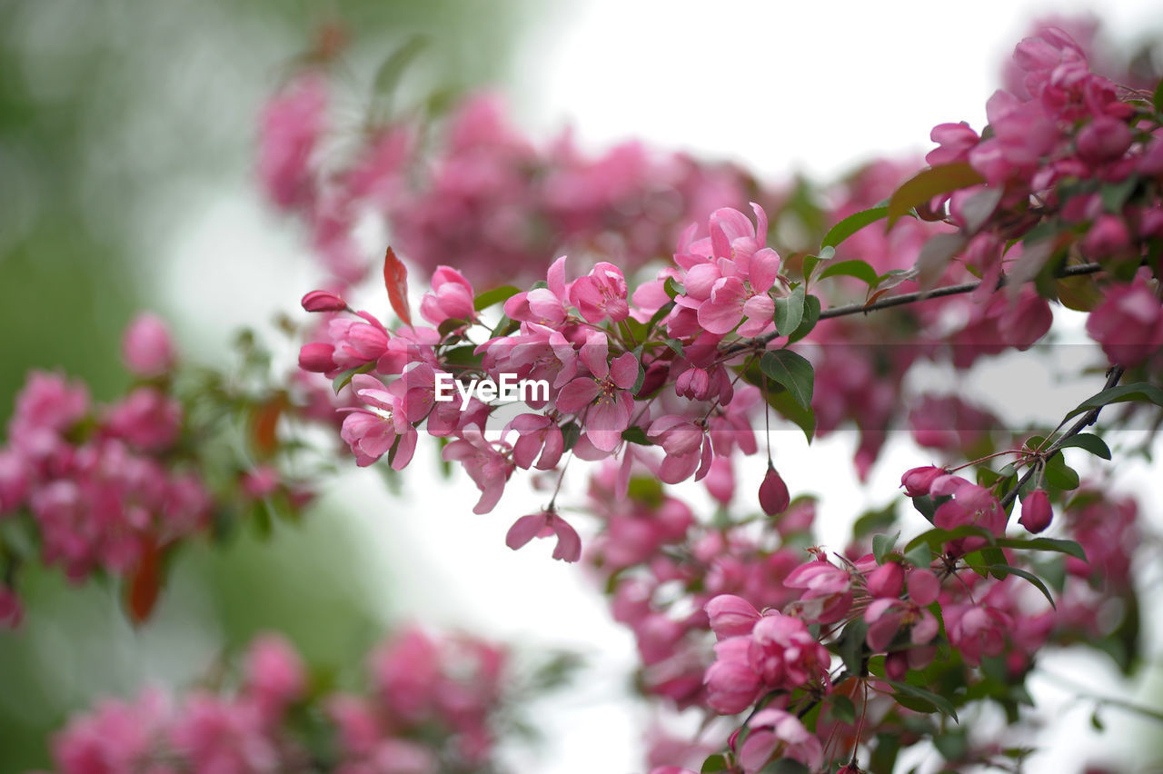 PINK CHERRY BLOSSOMS IN SPRING