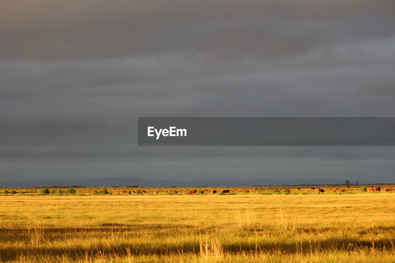 Scenic view of field against storm clouds