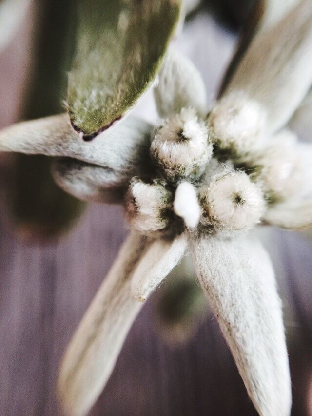 CLOSE-UP OF WHITE FLOWERS AGAINST BLURRED BACKGROUND