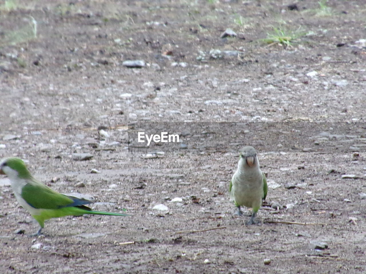 CLOSE-UP OF BIRDS PERCHING ON FIELD