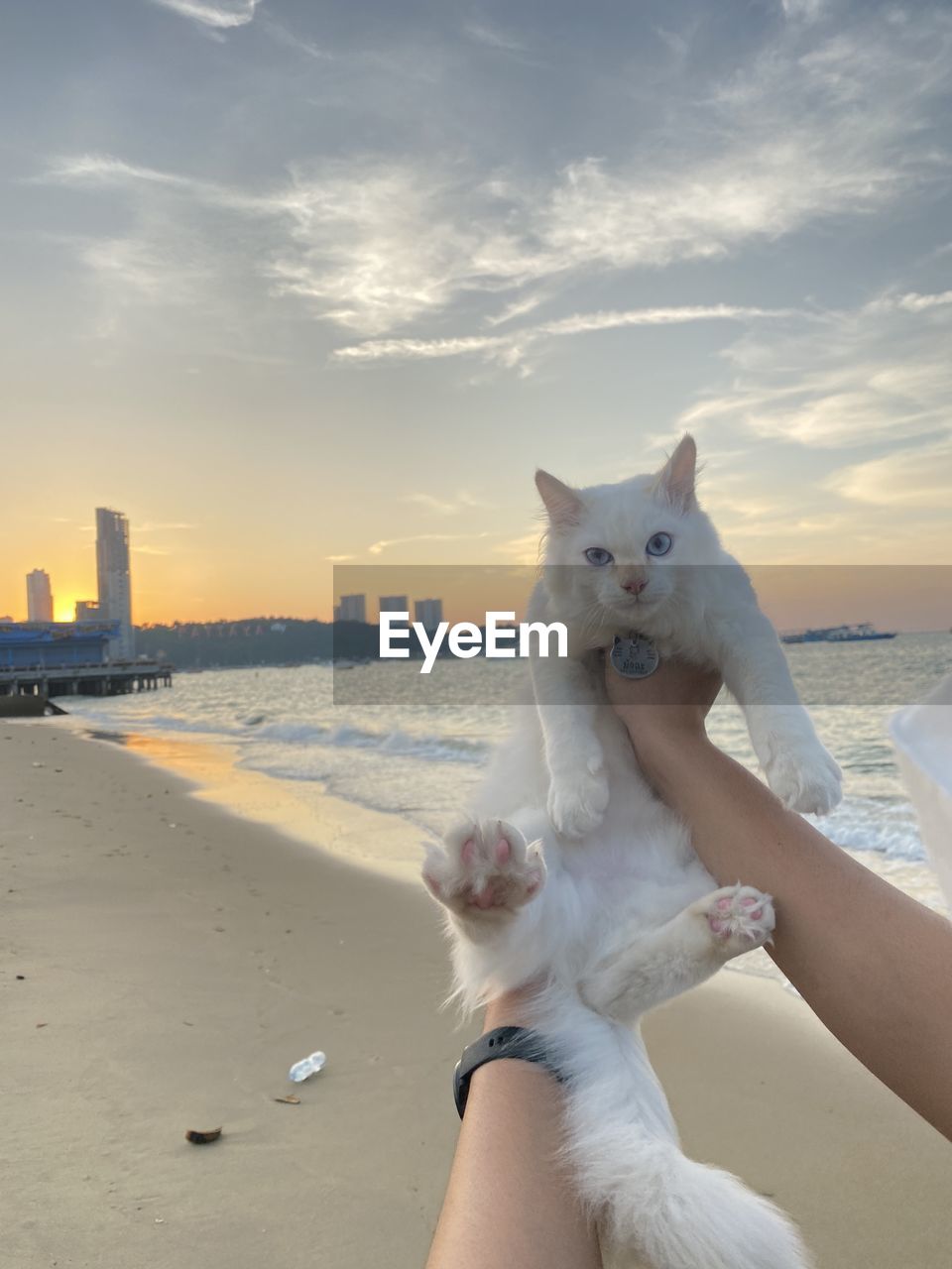 cat, cloud, white, sky, animal, one person, animal themes, nature, one animal, mammal, pet, adult, domestic animals, day, hand, water, outdoors, young adult, sea