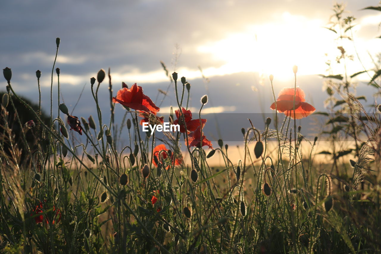 CLOSE-UP OF RED POPPIES ON FIELD AGAINST SKY