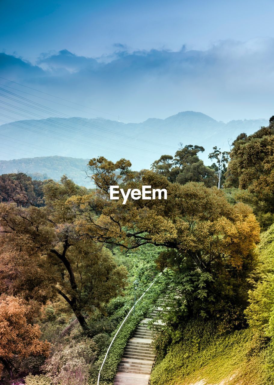 SCENIC VIEW OF TREE BY MOUNTAIN AGAINST SKY