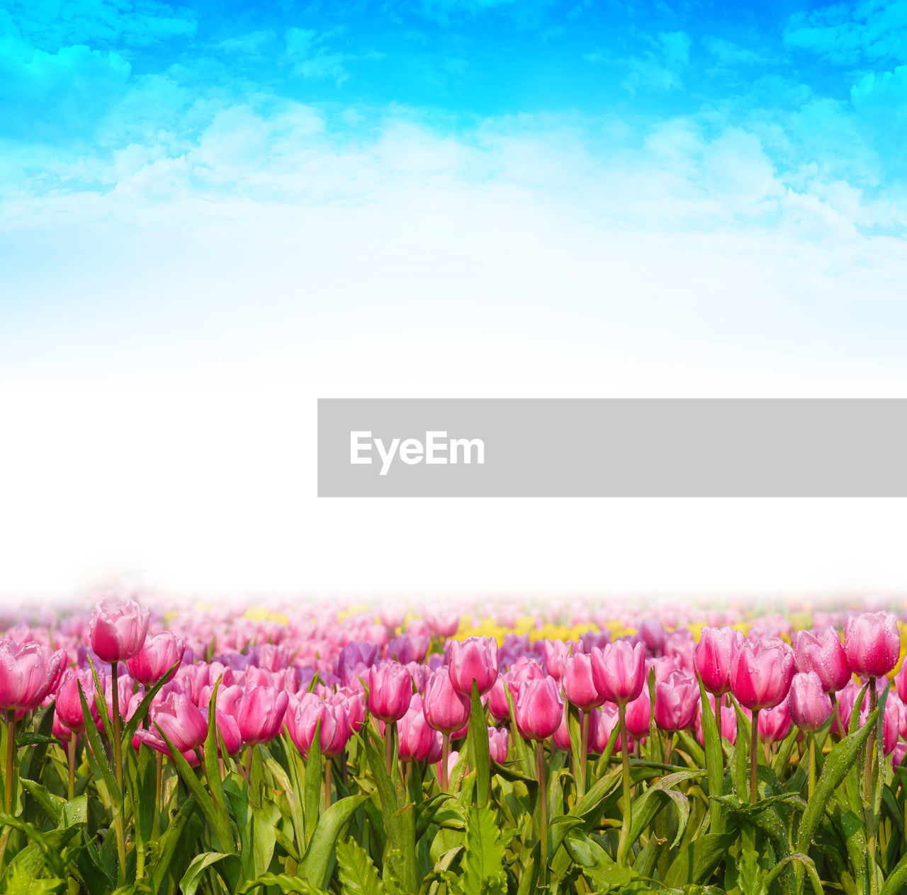 Purple flowering plants on field against sky