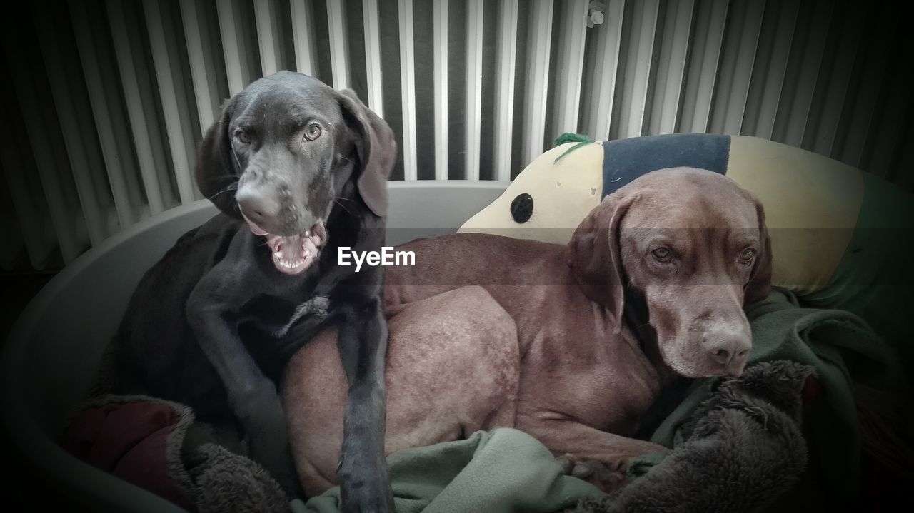 High angle view of dogs relaxing on pet bed