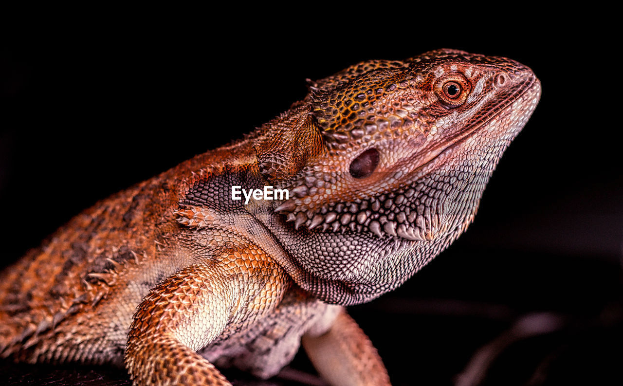 CLOSE-UP OF IGUANA