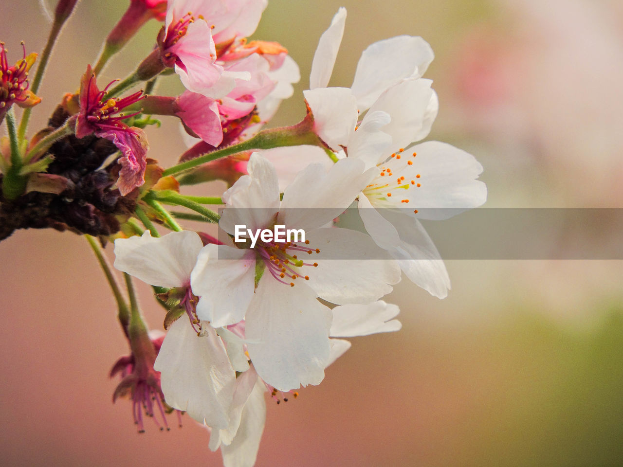 Close-up of white flowers blooming on tree