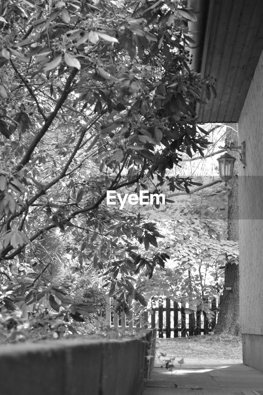 TREES AND POTTED PLANTS IN YARD