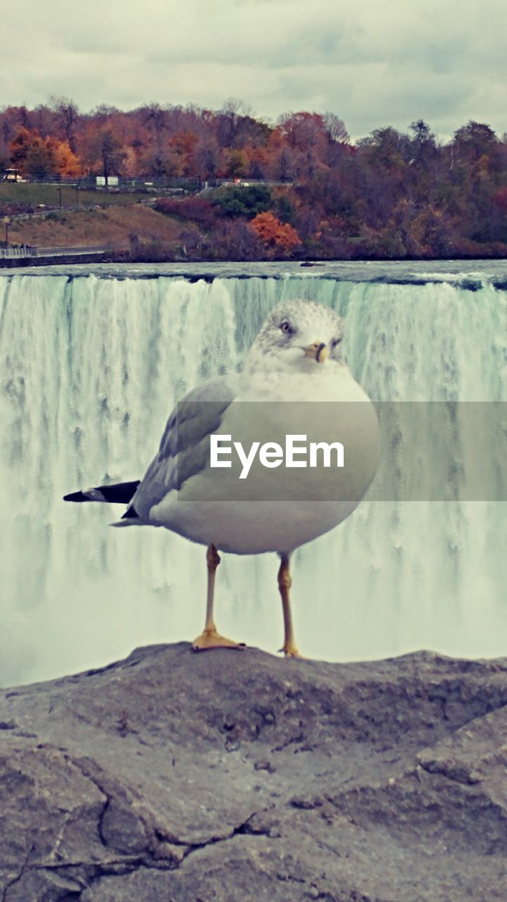 SEAGULLS PERCHING ON SHORE AGAINST SKY