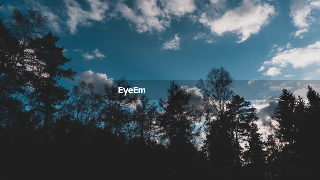 Low angle view of silhouette trees against sky