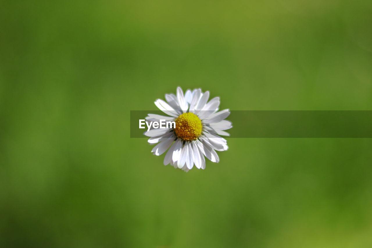 Close-up of white daisy flower