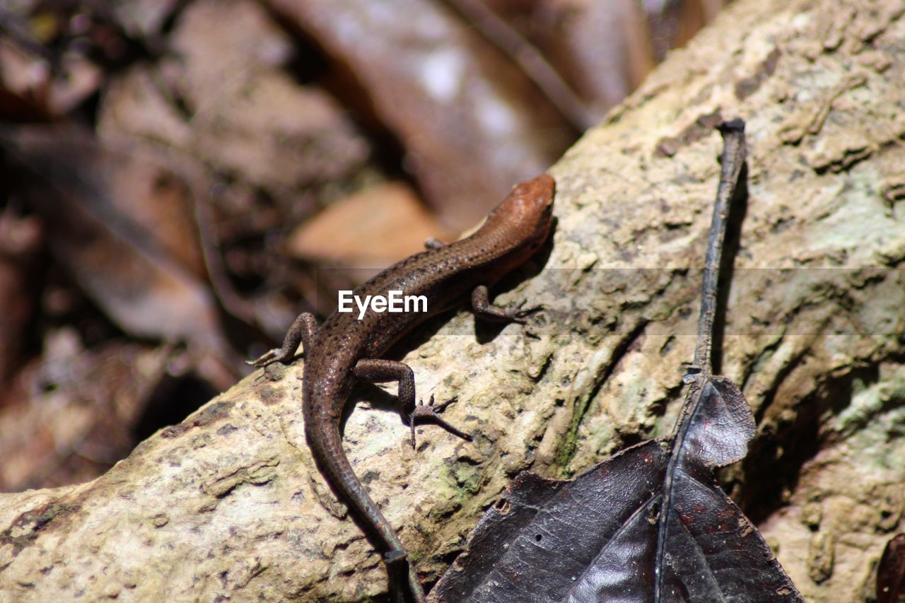 CLOSE-UP OF A LIZARD ON METAL