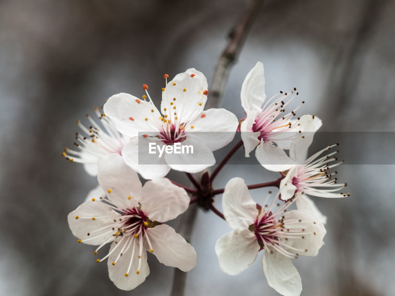 CLOSE-UP OF WHITE CHERRY BLOSSOM