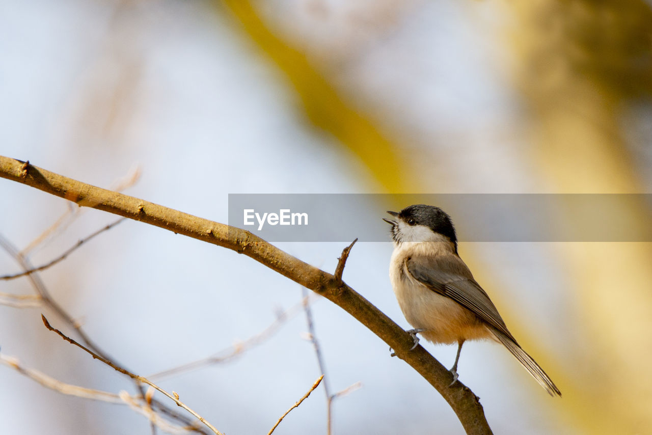 close-up of bird perching on tree