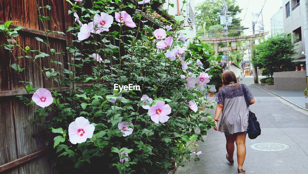 Rear view of woman walking by plants in city