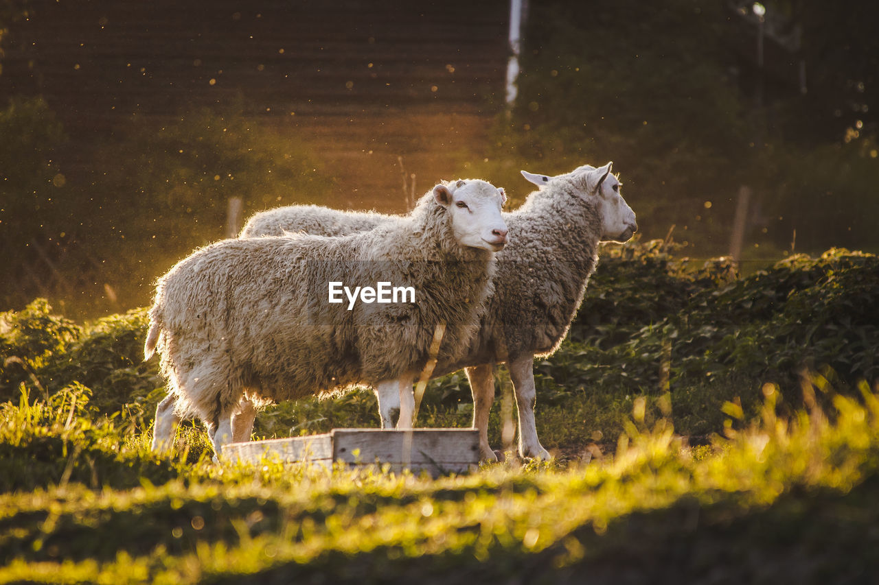 Sheep standing on field