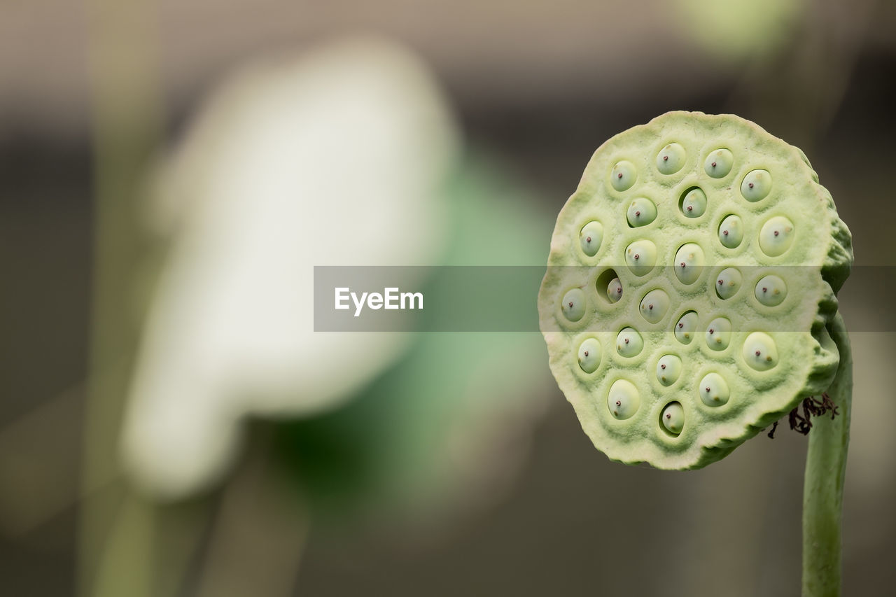 CLOSE-UP OF WATER LILY